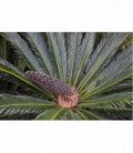 Cycas revoluta